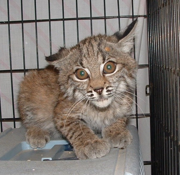 Bobcat - PawsPartners - An Alliance for the Animals